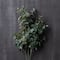 Eucalyptus Stem by Ashland®